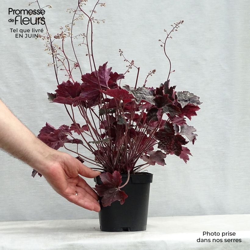 Heuchera Blackout 2L/3L pot sample as delivered in summer
