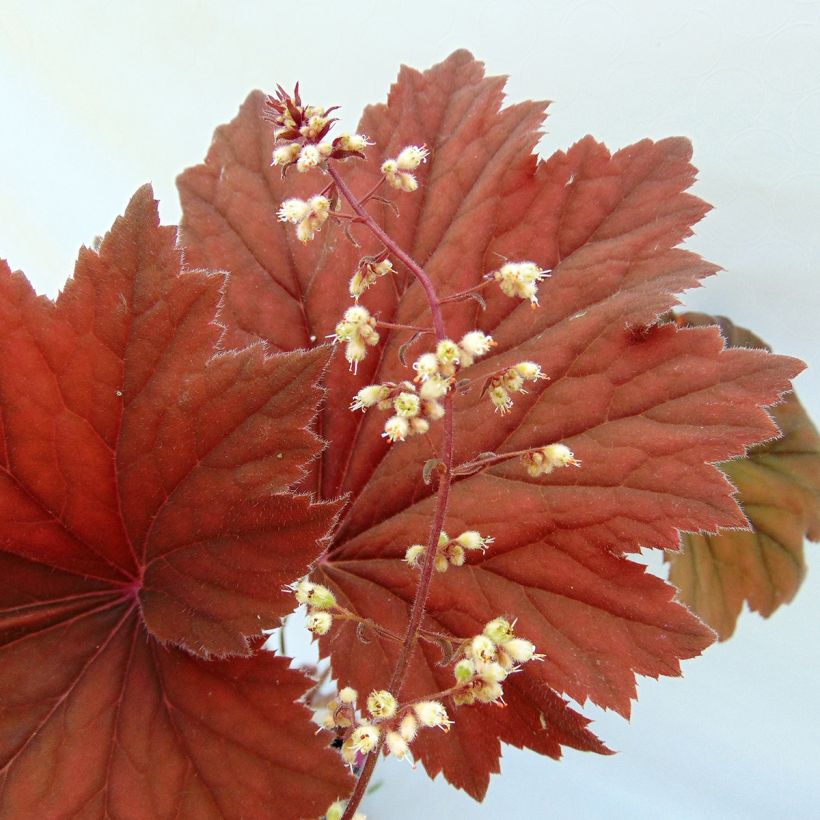 Heuchera villosa Bronze Beauty (Flowering)