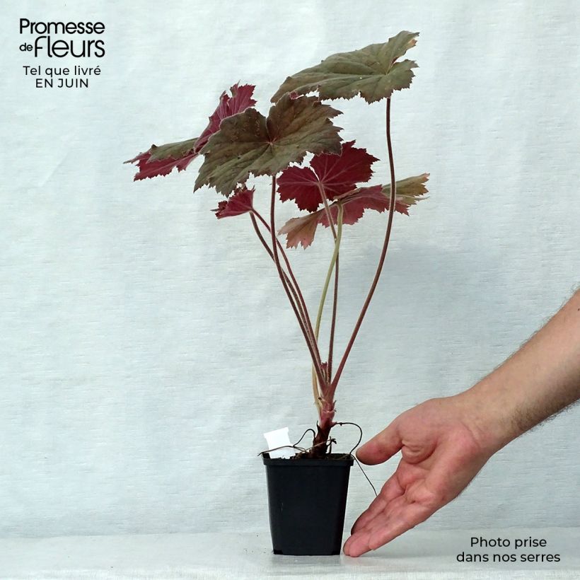 Heuchera villosa Bronze Beauty 8/9 cm pot sample as delivered in summer