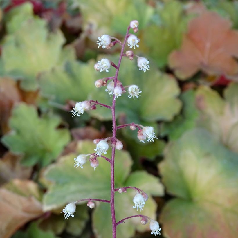 Heuchera villosa Caramel (Flowering)