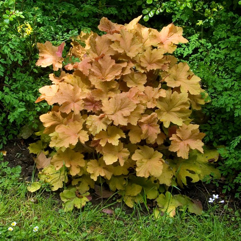 Heuchera villosa Caramel (Plant habit)