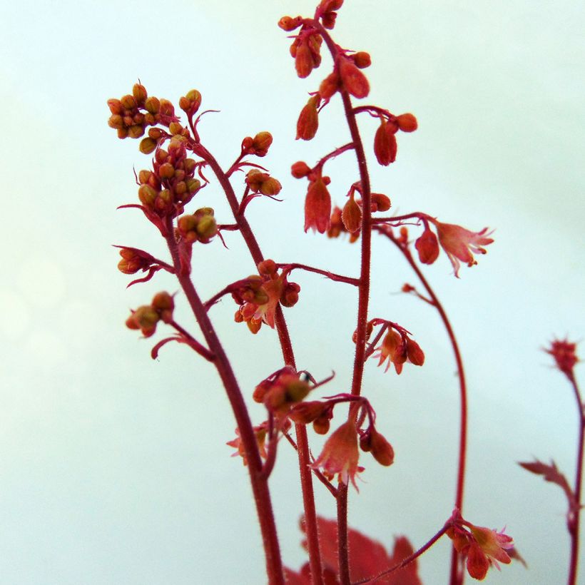 Heuchera Cherry Cola (Flowering)