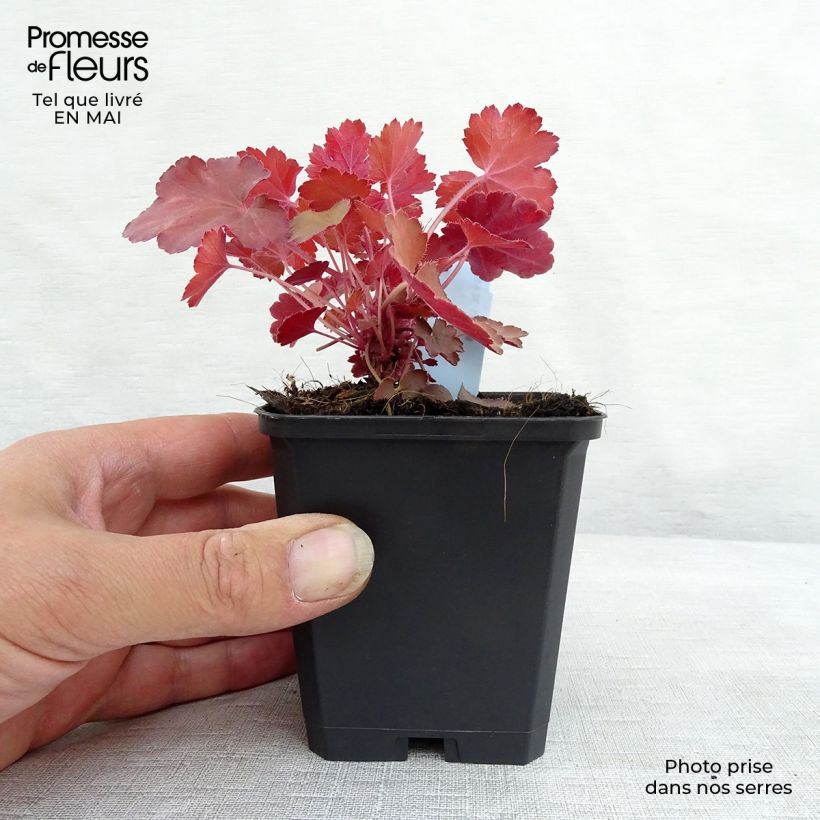 Heuchera Cherry Cola sample as delivered in spring