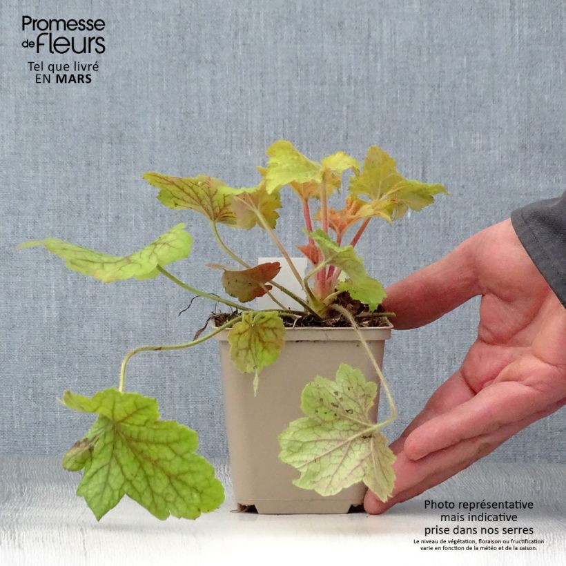 Heuchera Electric Lime 8/9 cm pot sample as delivered in spring