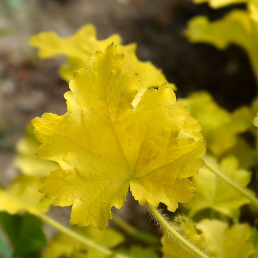 Heuchera Electric Lime (Foliage)