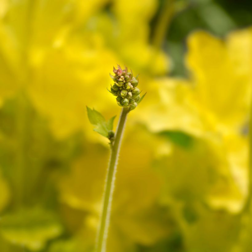 Heuchera Electric Lime (Flowering)