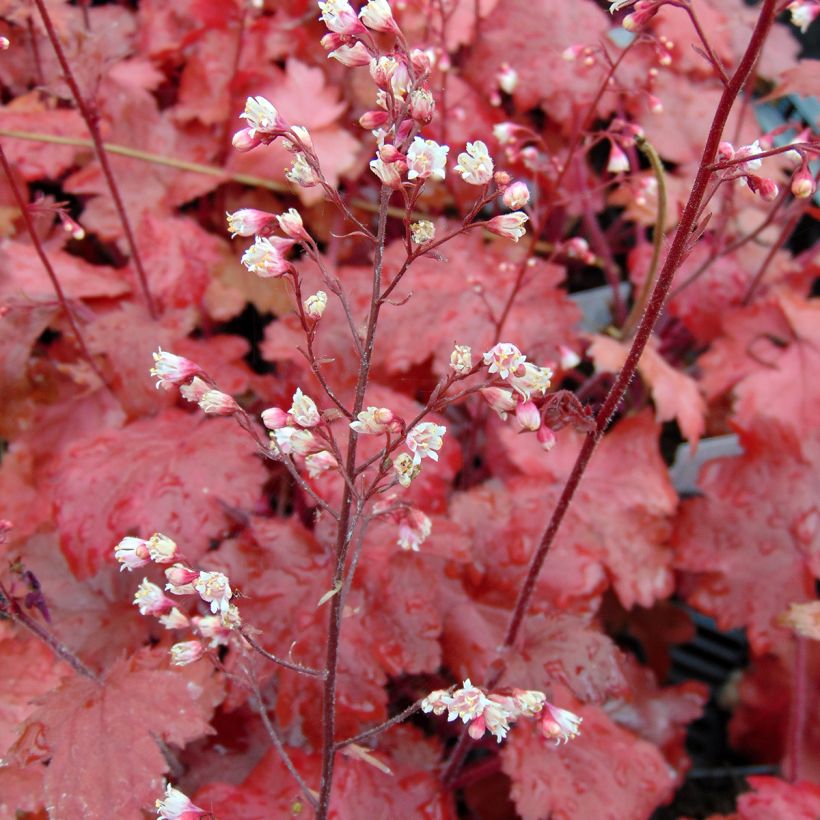 Heuchera Fire Chief (Flowering)