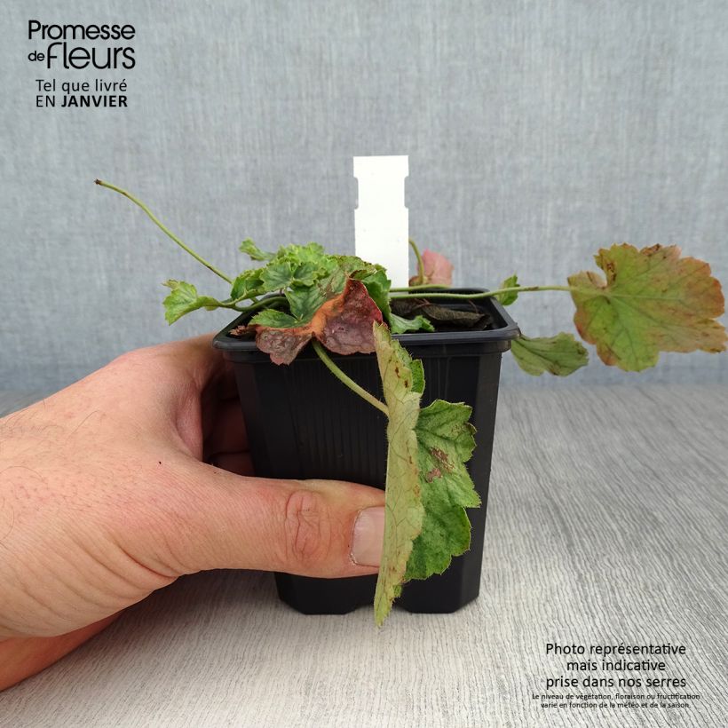 Heuchera Flower Power 8/9 cm pot sample as delivered in winter