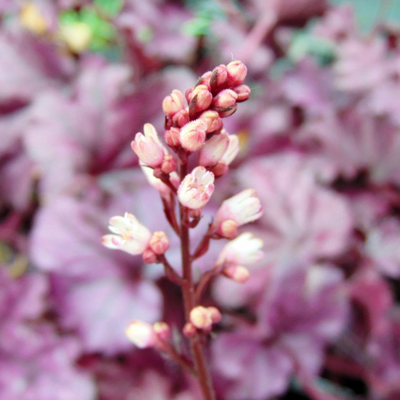 Heuchera Forever Purple (Flowering)