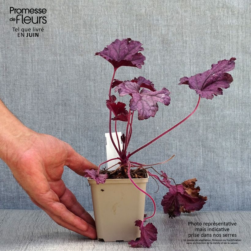 Heuchera Forever Purple 8/9 cm pot sample as delivered in summer