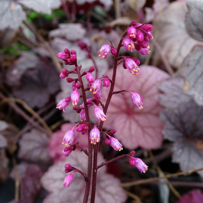 Heuchera Georgia Plum (Flowering)