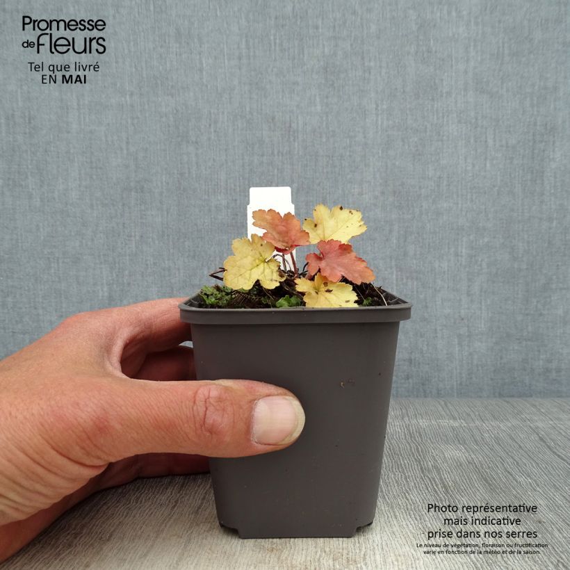 Heuchera Ginger Peach 8/9 cm pot sample as delivered in spring