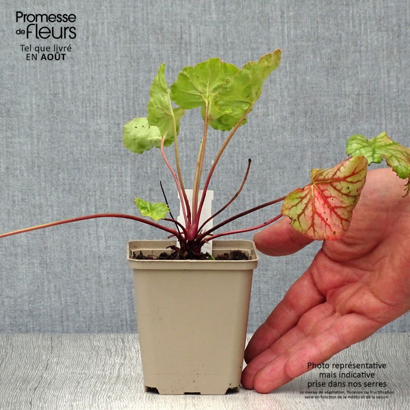 Heuchera Green Spice 8/9 cm pot sample as delivered in summer