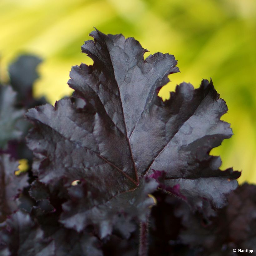 Heuchera Dark Secret (Foliage)