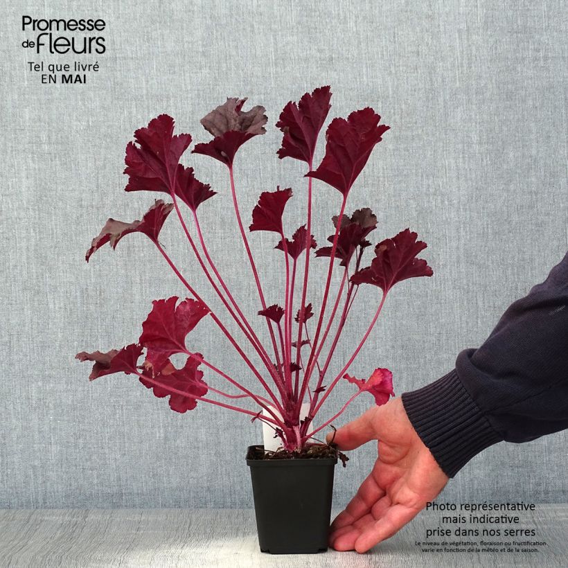 Heuchera Dark Secret 8/9 cm pot sample as delivered in spring