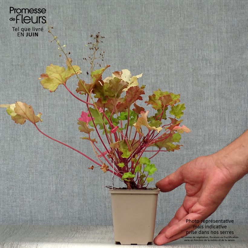 Heuchera Lime Marmalade 8/9 cm pot sample as delivered in summer
