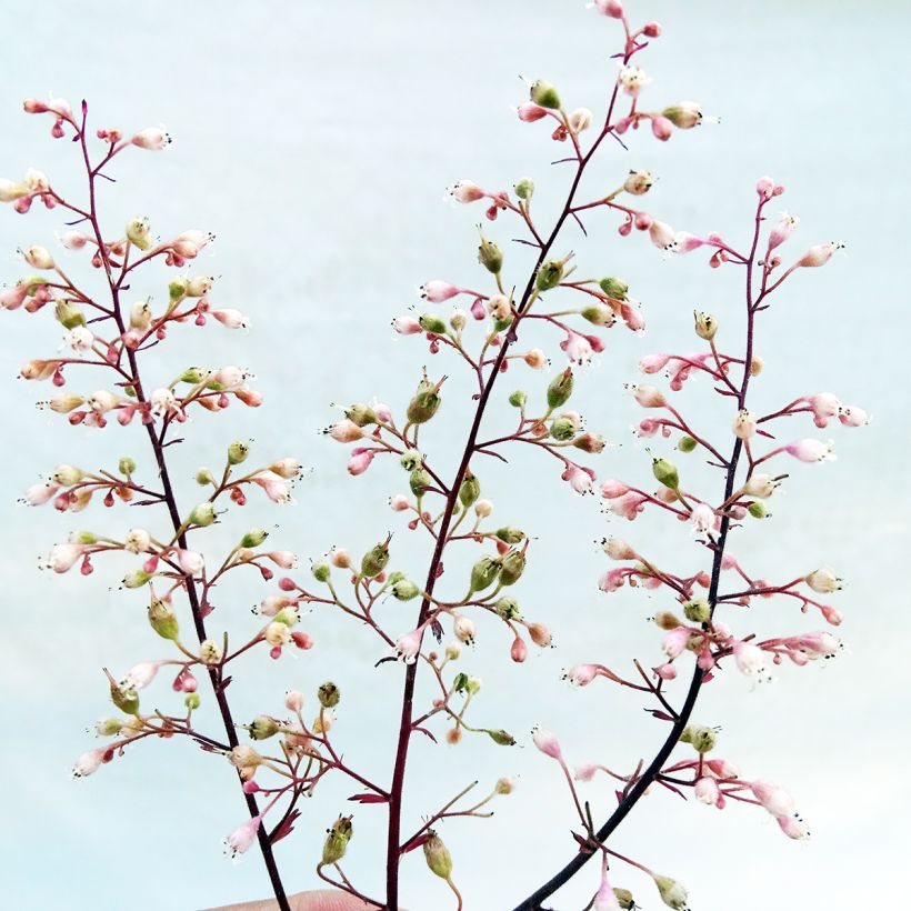 Heuchera villosa Magnum (Flowering)