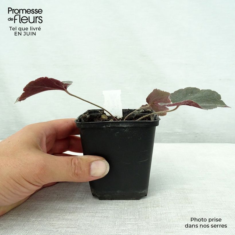 Heuchera villosa Magnum 8/9 cm pot sample as delivered in summer