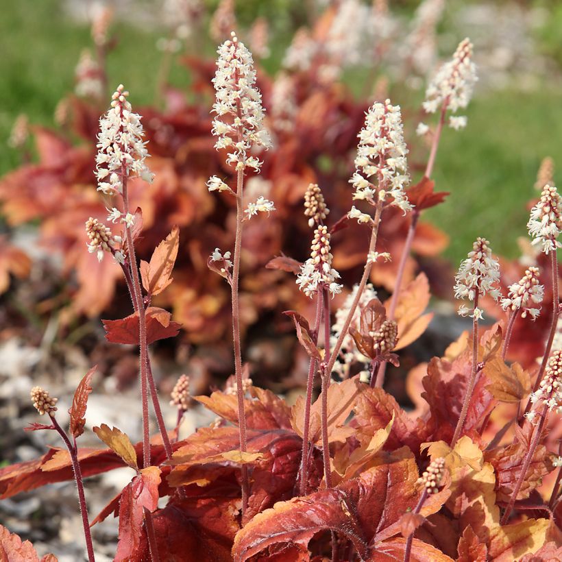 Heuchera micrantha Marmalade (Flowering)