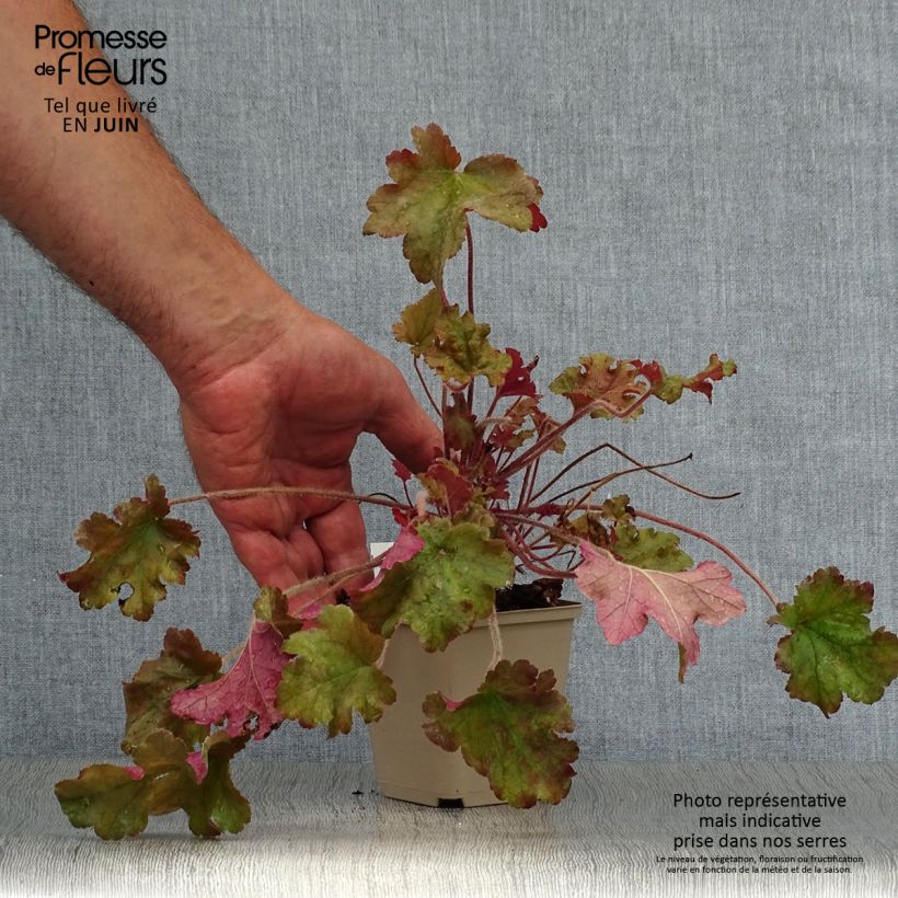Heuchera micrantha Marmalade 8/9 cm pot sample as delivered in summer