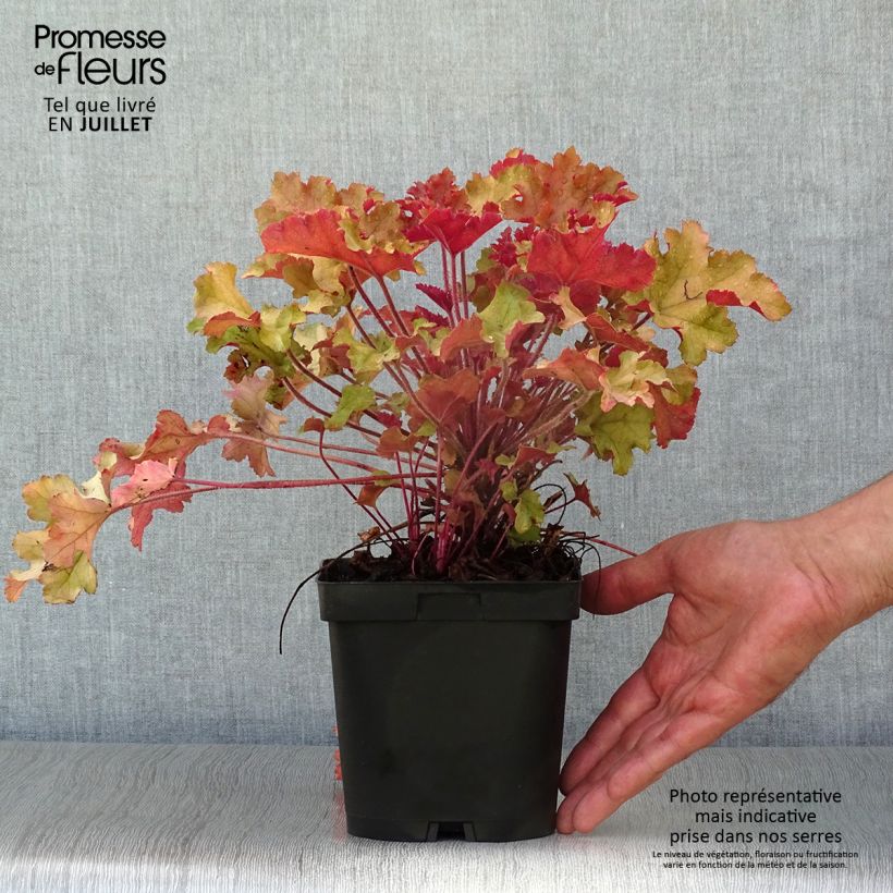 Heuchera micrantha Marmalade 2L/3L pot sample as delivered in summer