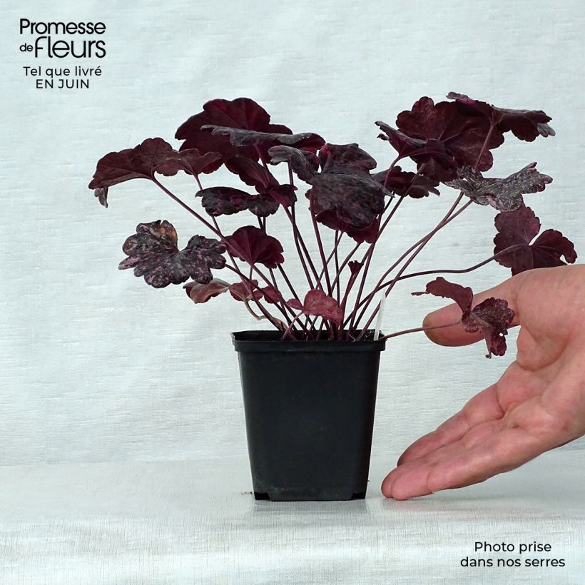 Heuchera Midnight Rose 8/9 cm pot sample as delivered in summer
