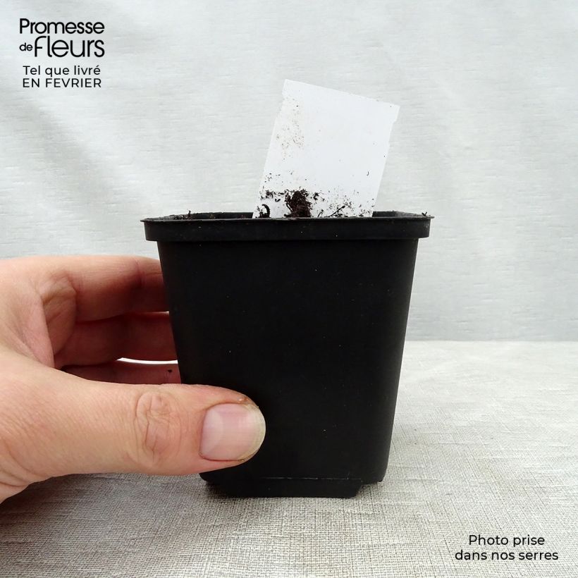 Heuchera Mint Julep 8/9 cm pot sample as delivered in winter