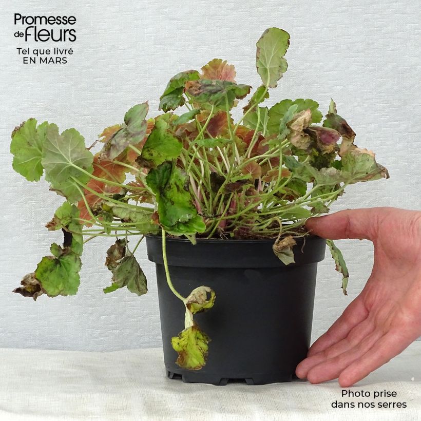 Heuchera Miracle 2L/3L pot sample as delivered in spring