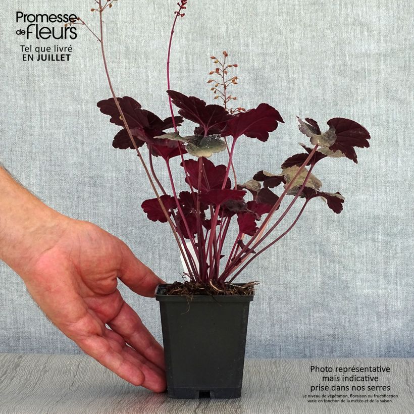 Heuchera Obsidian 8/9 cm pot sample as delivered in summer