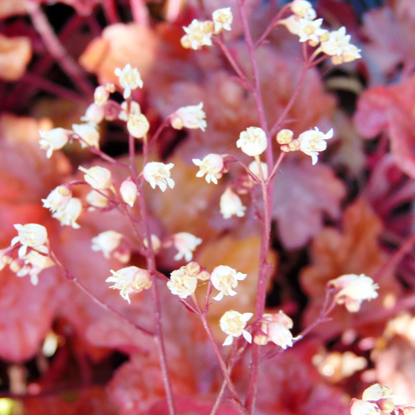 Heuchera Peach Flambé (Flowering)