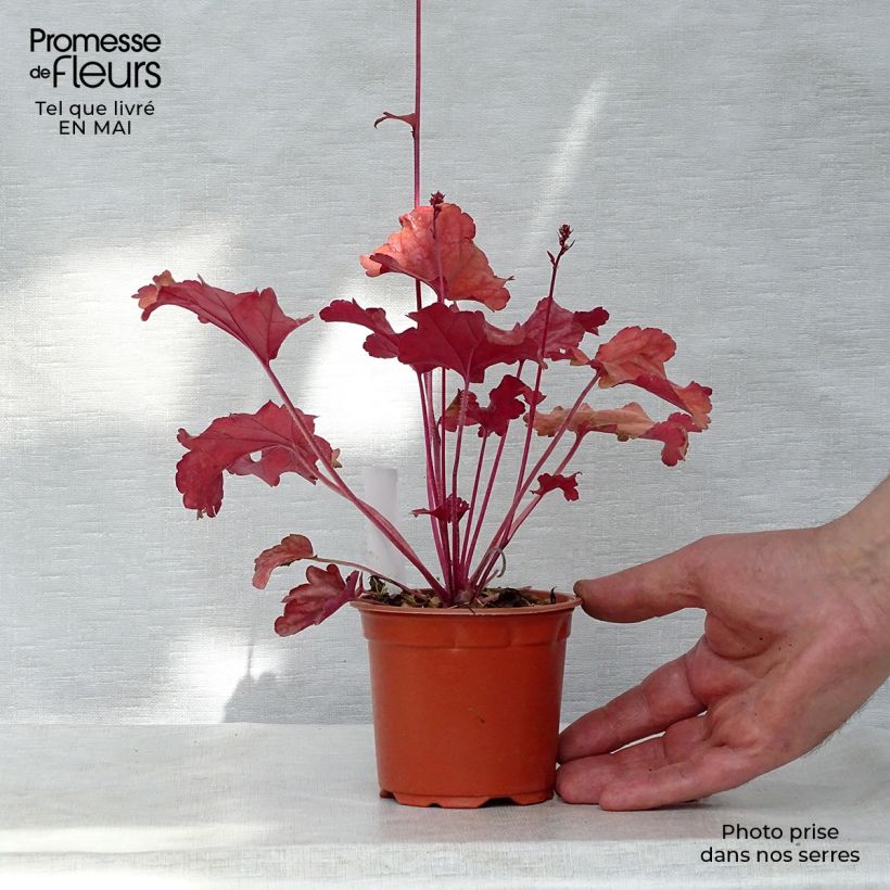 Heuchera Peach Flambé 8/9 cm pot sample as delivered in spring