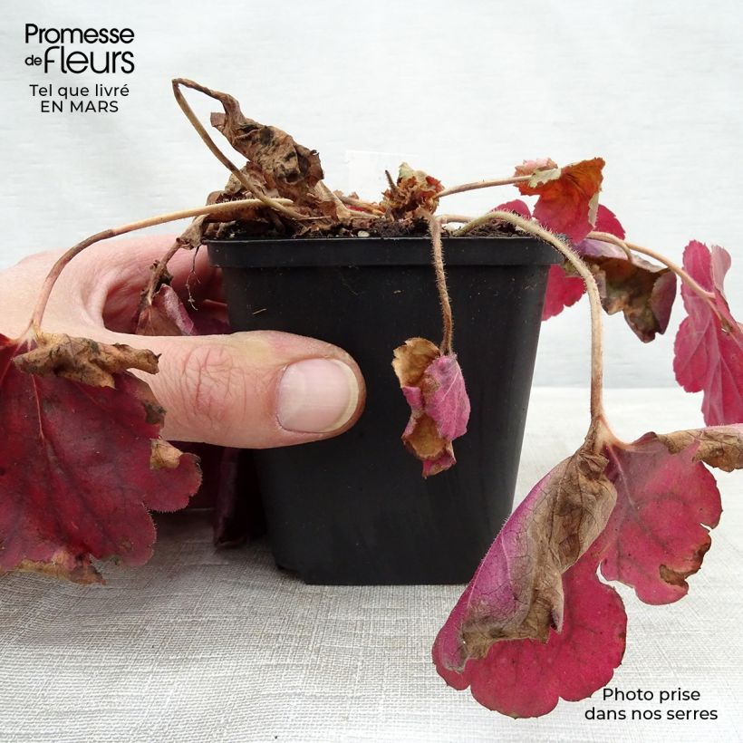Heuchera Pink Pearls 8/9 cm pot sample as delivered in spring