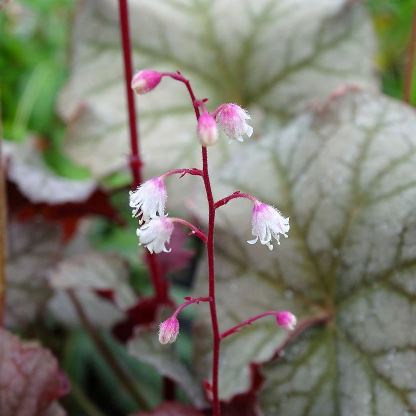 Heuchera Pinot Gris (Flowering)