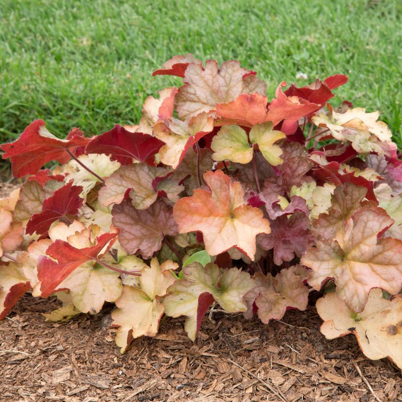 Heuchera Pinot Gris (Plant habit)