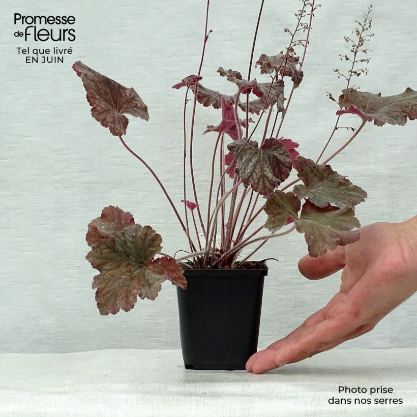 Heuchera villosa Pinot Noir 8/9 cm pot sample as delivered in summer