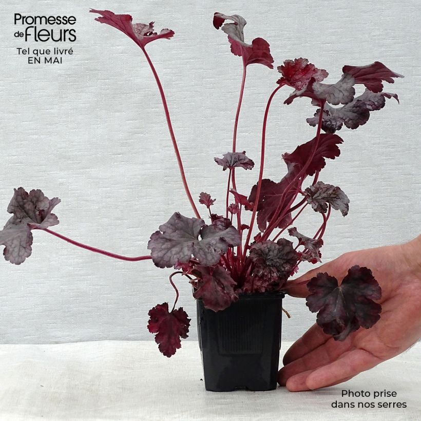 Heuchera Plum Pudding sample as delivered in spring