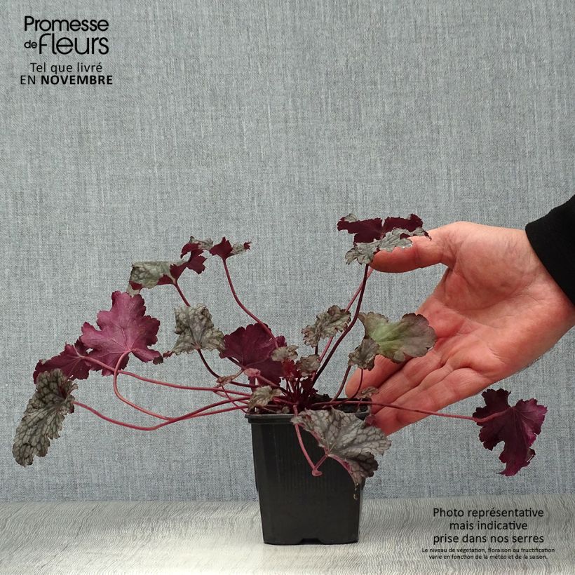 Heuchera Plum Pudding 8/9 cm pot sample as delivered in autumn