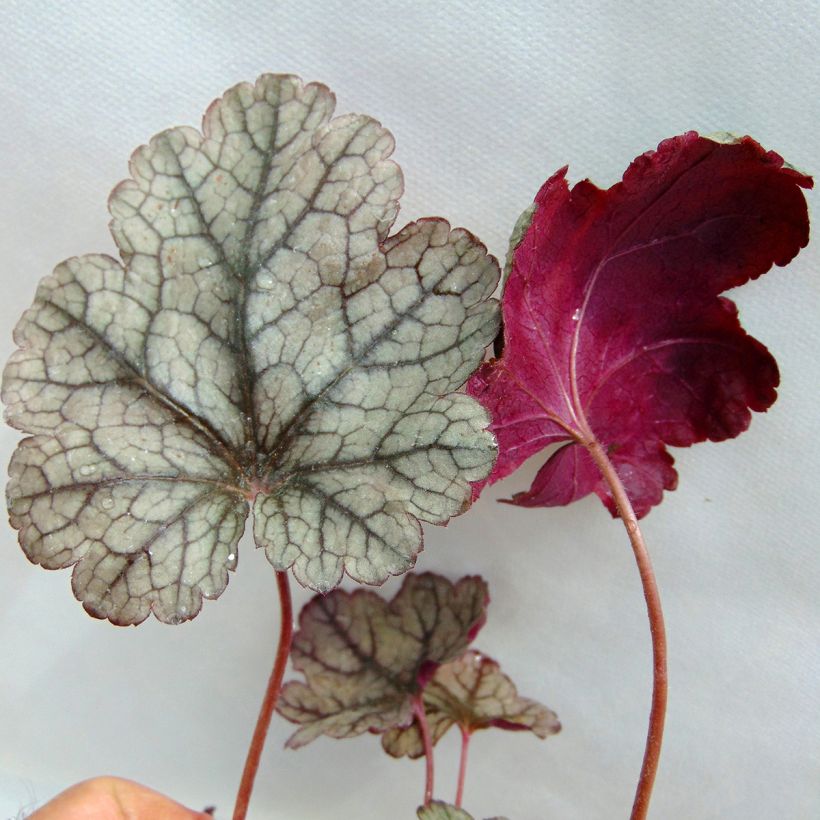 Heuchera Prince of Silver (Foliage)