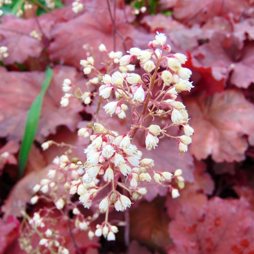 Heuchera Rio (Flowering)