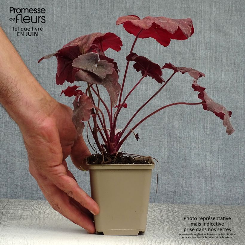 Heuchera Root Beer 8/9 cm pot sample as delivered in summer
