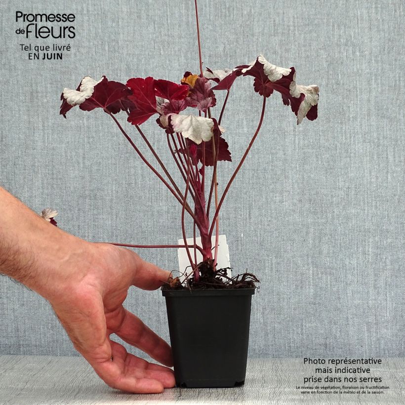 Heuchera Silver Gumdrop 8/9 cm pot sample as delivered in summer