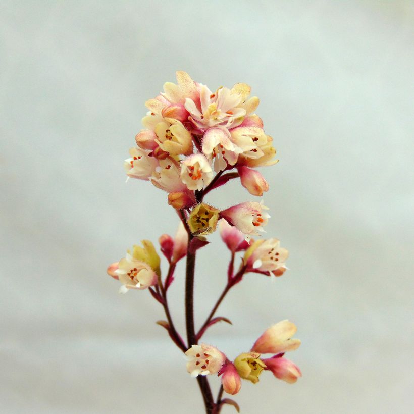 Heuchera Silver Scrolls (Flowering)