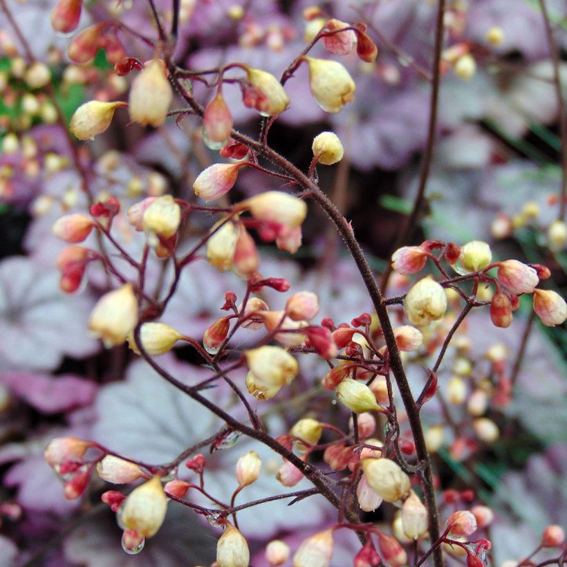 Heuchera villosa Sugar Plum (Flowering)