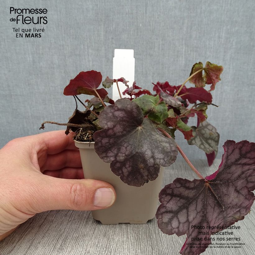 Heuchera Velvet Night 8/9 cm pot sample as delivered in winter