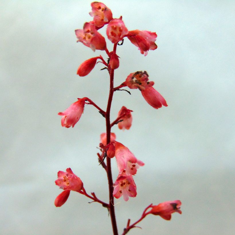 Heuchera Vienna (Flowering)