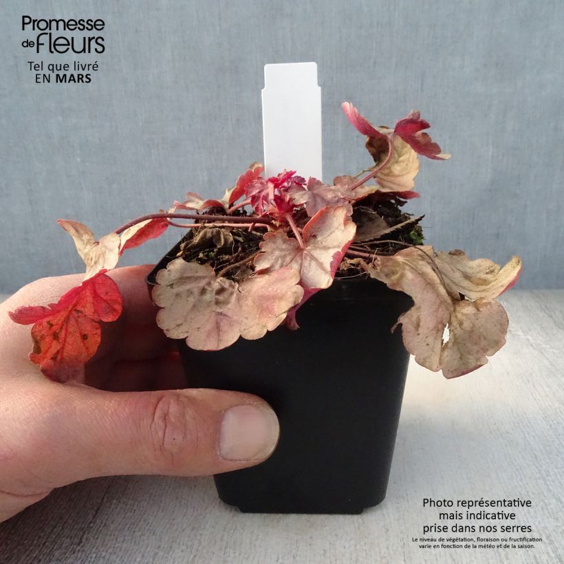 Heuchera Vienna sample as delivered in spring