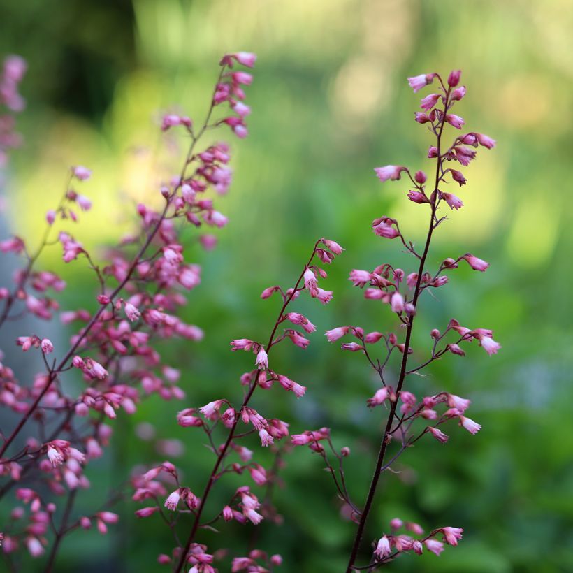 Heuchera villosa Wild Rose (Flowering)