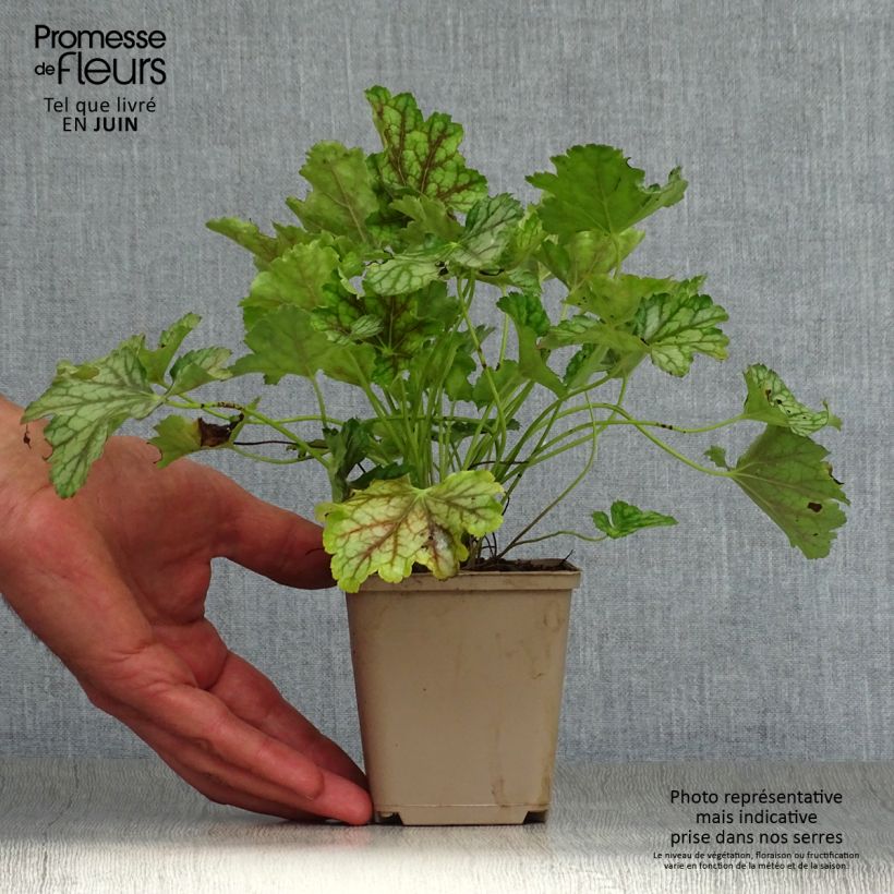 Heuchera americana Birkin 8/9 cm pot sample as delivered in summer