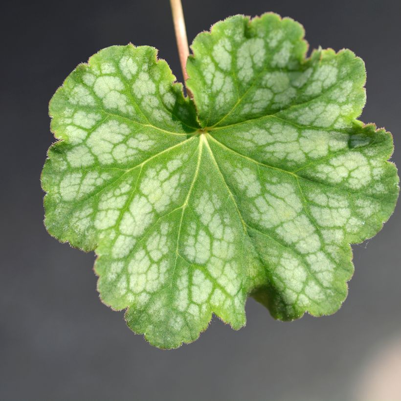 Heuchera americana Dales Strain (Foliage)