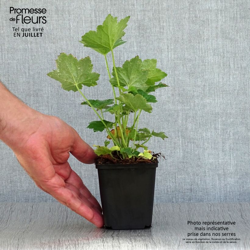 Heuchera villosa Chantilly 8/9 cm pot sample as delivered in summer